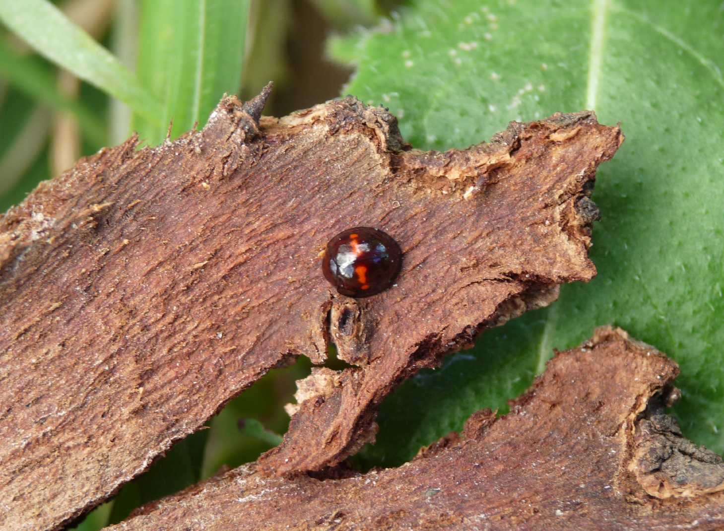 Chilocorus bipustulatus